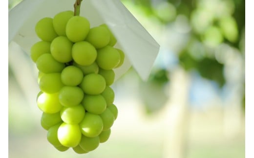 yRAvXsz2026Ns\񁄁yV[Y2񂨓͂ցzjK@` ΂̕΁EVC}XJbg `@1sȏ 2`3[ ALPCV010