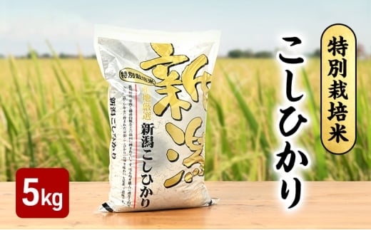 yVzszV ߘa7N VYRVqJ ʍ͔| 5kg 5L zs Oa_c xi_Y L@엿 ƐgpĂ 