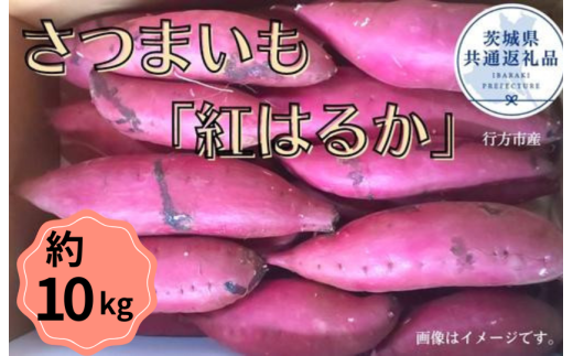 y錧gcszy2025NYz܂ug͂邩v10kgi錧ʕԗi^ssYj