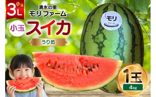 y茧szAJ460 yߘa8Nxoוz N̗ t@[ ʃXCJ V 3L 4kg 1  [ s\ ʌ  V XCJ Z t[c ʕ  茧 s ]