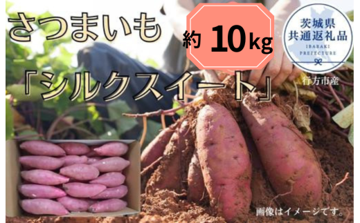 y錧gcszy2025NYz܂uVNXC[gv10kgi錧ʕԗi^ssYj