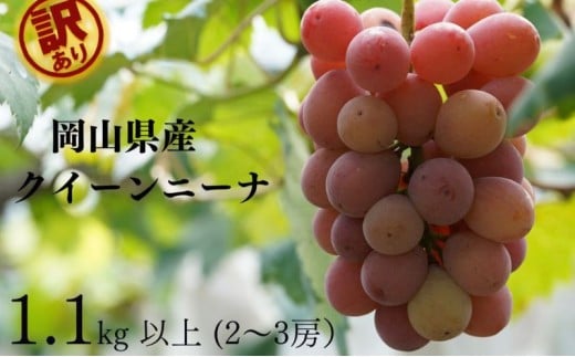 yRʖsz󂠂@NC[j[i@2[ v1.0kgȏ Yn ̂ Ԃǂ  R Kawahara Green Farm RY 2025