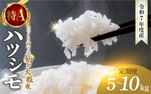 y򕌌_szVāߘa7NxY  ncV 5kg / 10kg /  3 IׂTCY ?̓s_̖LxȗNň ? V ͂   lC  Zn RVq