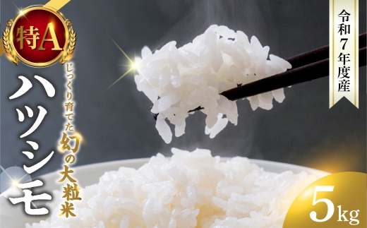 y򕌌_szVāߘa7NxY  ncV 5kg ?̓s_̖LxȗNň ? V ͂   lC  Zn RVqJ̐y DIB 򕌌 _s