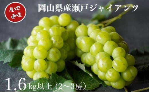 yRzI ˃WCAc 2`3[ v1.6kgȏ Yn ̂ Ԃǂ  Kawahara Green Farm RY 2026N ʕ t[c R̃uhE fU[g Hו Y {Y