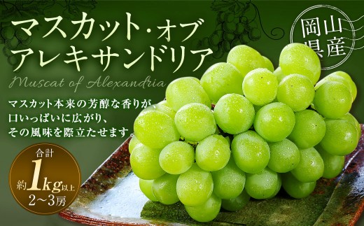 yRދ`z}XJbgEIuEALThA 2`3[ iv1.0kgȏj y2026N8{`9{ \z }XJbg  Ԃǂ uhE ʕ ʎ t[c R ދ` ①