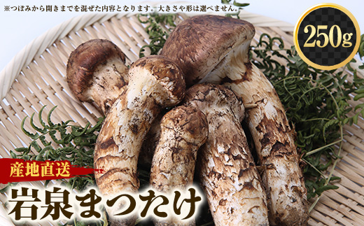 2026秋発送＞≪産地直送≫ 岩泉まつたけ 250g_松茸 まつたけ マツタケ