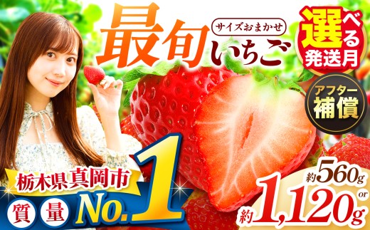 yȖ،^szlCI ŏ{Ƃ EeʂIׂ  | 1 2 3   v[g | Y { ʕ t[c  C`S 2026N V[Y st 