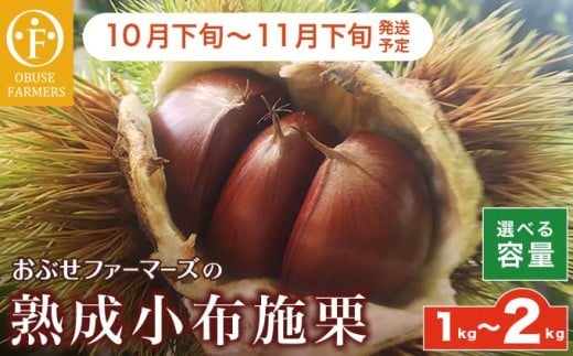 y쌧z{z nz{I 1kg 2kg Iׂe mԂt@[}[Yn ʕ t[c I  쌧Y MBY ߘa7NY y2025N10{`11{z