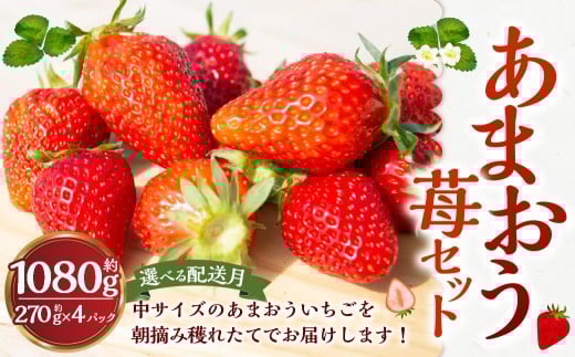 y͎sz悩񂢂 ܂䕃Zbg4pbN y2025N12 \z ܂  C`S  悩 E nꂽ ʕ  t[c fU[g  