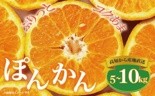 ymz|J 5kg ~ 10kg ݂ 5L 10L (  ƒp )  񂫂 k Y k ʕ  t[c  Gߌ Ԍ ʌ lC m Y Ac_