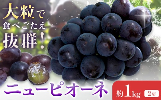 �y���R������s�z�y2026�N��s�\��z�j���[�s�I�[�l ��1kg(2�[) Kazu Farm�s2026�N8�����{-9�����{���o�ׁt ���R�� ����s ���R���Y �Ԃǂ� �s�I�[�l �t���[�c �ʕ� �������� ��������