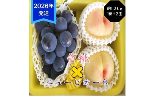 yRʖszy2026Nstz  j[sI[l 1.2kg Zbg  2 Ԃǂ 1[ RY  䒆 Mtg  v[g  j 䋟 ʕ  t[c   