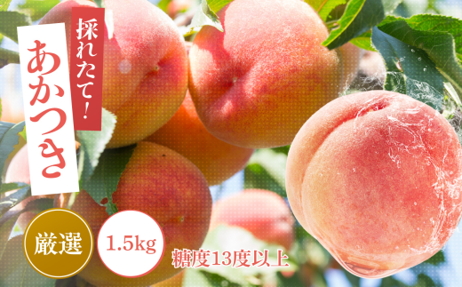 y쌧ѓcszy2026Ns\z   x13xȏ 1.5kg | ʕ  t[c     쌧 MB MB ѓcs