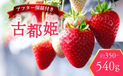 yޗǌޗǎsz ÓsP 350g ϔ 󏭕i 2026N2 ①  ʕ XC[c fU[g t[c x[ ӂ邳Ɣ[ł 嗱 ̂ꂽ n  Yn 