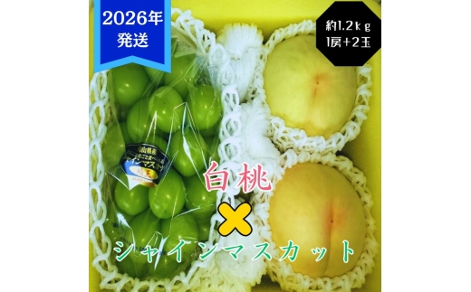 yRʖszy2026Nstz  VC}XJbg  1.2kg Zbg  2 Ԃǂ 1[ RY  䒆 Mtg  v[g  j 䋟 ʕ  t[c  