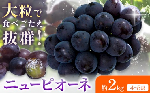 �y���R������s�z�y2026�N��s�\��z�j���[�s�I�[�l ��2kg(4-5�[) Kazu Farm�s2026�N8�����{-9�����{���o�ׁt ���R�� ����s ���R���Y �Ԃǂ� �s�I�[�l �t���[�c �ʕ� �������� ��������