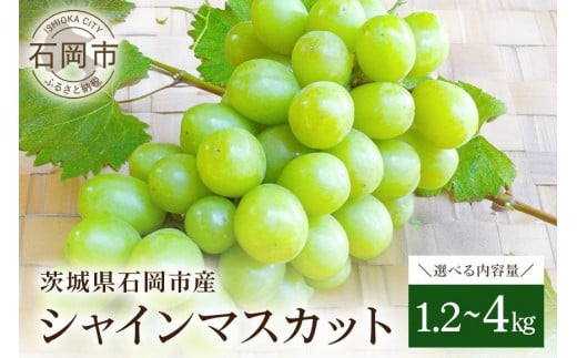 y錧Ήszy 2026N s\ z VC}XJbg 1.2kg 2kg 4kg JcԂǂ Ԃǂ uhE Y ʕ   t[c 2L Â x  9 10  H { i 錧Y