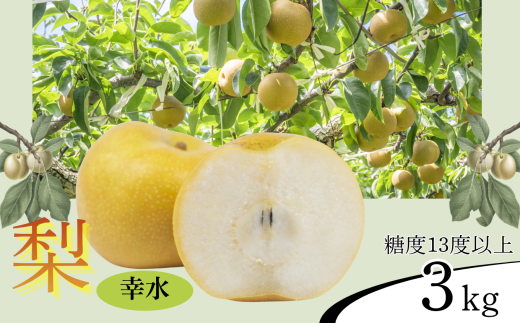 y쌧ѓcszy2026Ns\z K x13xȏ 3kg | ʕ  t[c K  Ȃ iV VN 쌧 MB MB ѓcs