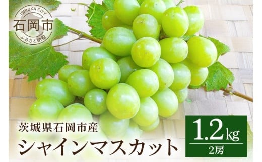 y錧Ήszy 2026N s\ z VC}XJbg 1.2kg JcԂǂ 2[ Ԃǂ uhE Y ʕ   t[c 1.2L 1kg ȏ Â x  9 10  H { i 