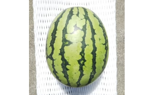 yÉ֓cszst/2026N8{蔭1!Ăvy!VQ!XCJՂƁy1685557z