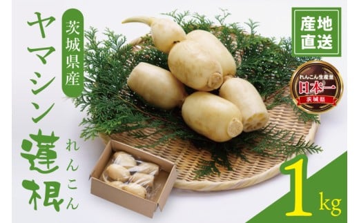 y錧z}V@@Pkg|R  H@ VN VLVL  錧 i98-02j