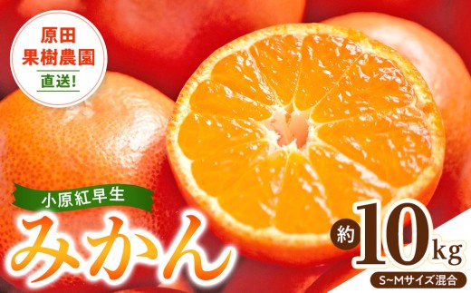 y쌧oszcʎ_I g݂ 10kgiS~MTCYjʌ