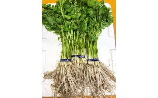 yHcszyHc`؁zO֎Y 5 肵 ~ 痿 Z Ԃ VՂ Ђ T_yBARUoCIWpgz[B9916]