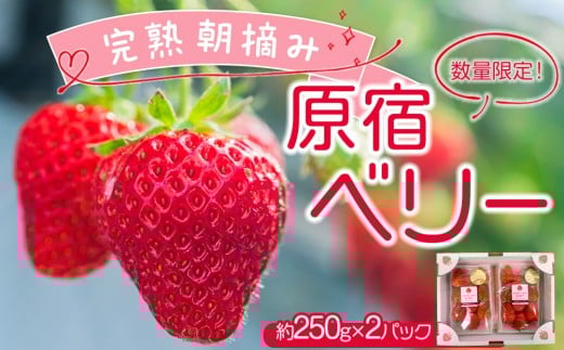 yȖ،Ȗ؎szys\tz2026N2yʌIzun E݁vhx[  250g×2pbN |  C`S Ȗ؁yt[c ʕ  Hi lC  z