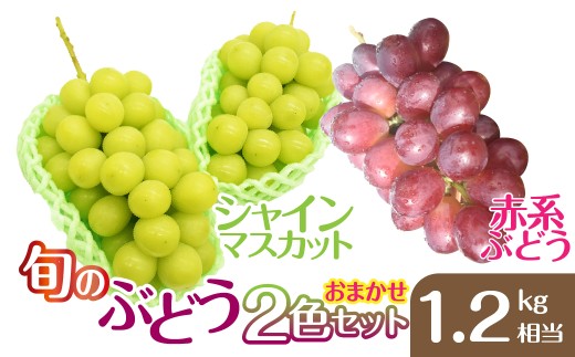 yRJszy2026Nz܂I{̂Ԃǂ2FZbg1.2kg@m2026N@s\@Ԃǂ@@VC}XJbg@ԌnԂǂ@}Cn[g@XJ[bg@TVC