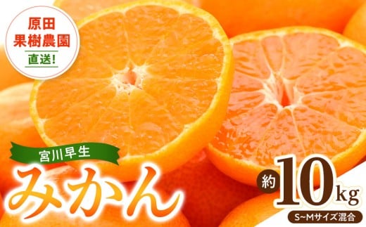 y쌧oszcʎ_I {쑁݂ 10kgiS~MTCYjʌ