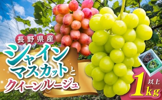 y쌧{szystF2026Nz{sRӎY@VC}XJbgENC[[W@eP[iPLȏj  VC}XJbg NC[[WR  st Ԃǂ uh