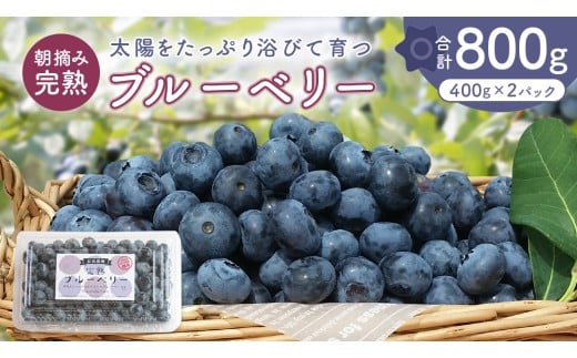 y錧szu[x[ 800g ( 400g × 2pbN ) y2026N6甭Jnz Y 錧Y x[ t[c ʕ  Ɛ͔|[AK003sa]