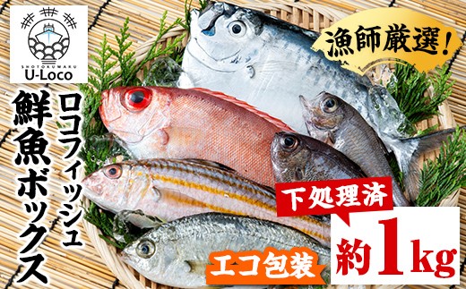 P78001 漁師厳選！ロコフィッシュ(地魚) 下処理済 鮮魚 ボックス(約1kg