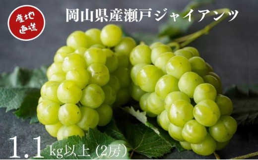 yR˓szI ˃WCAc 2[ v1.1kgȏ Yn ̂ Ԃǂ  Kawahara Green Farm RY 2026N s\ [5735-3286]