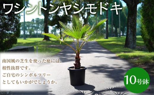 yOdKszVgVhL 10  A V V̖ K[fjO   IV 썑  Od Ks