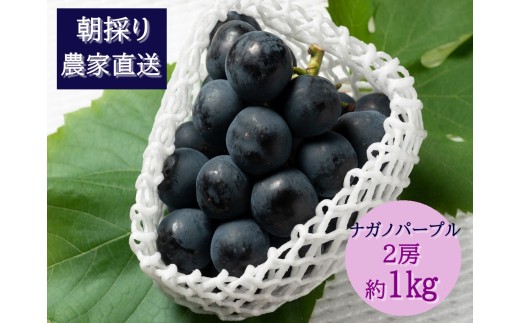 yLLszy2026Ns\ziKmp[v@2[i1kgj@8{@L@_ƒEVN̂@yzsFzy͂wsz