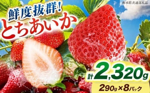 yȖ،sz[Ԍ] NxQƂ 290g×8P s\yȖ،ʕԗizbȖ،Y sY t[c XC[c fU[g ʕ ʎ Yn Ȗ، s