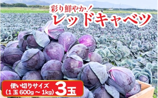 ygszLxc bhLxc g؂TCY 3 (1600g`1kg) ̂ꂽ Lxc Yn _ƒ VN { T_ Lq }l i  gs