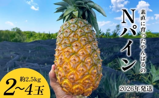 yꌧzfɈ΂NpC@2`4ʁi2.5kgj 2026N ꌧY  pCibv W[V[  t[c 썑t[c Yt[c _ƒ pC ʕ 