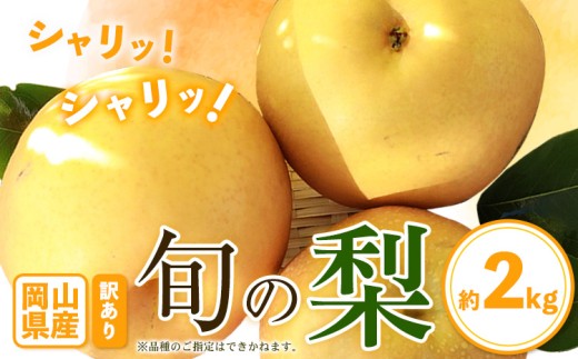 yR|zy`CXIz󂠂 RY {̗ 2kg 2~5ʑO  󂠂 Di V  H  XC[c t[c fU[g { R|s9{-1ɏoח\