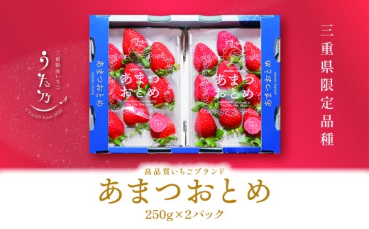 あまつおとめ イチゴ「うた乃」三重県限定品種 計500g (250g×2パック