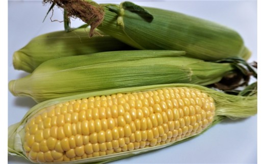 y_ސ쌧szƂ낱 S[hbV 12{ ̂ Ƃꂽ gERV s\ 2026N6 R[ VN W[V[ Â ko-n [   Ƃ Y { Ė