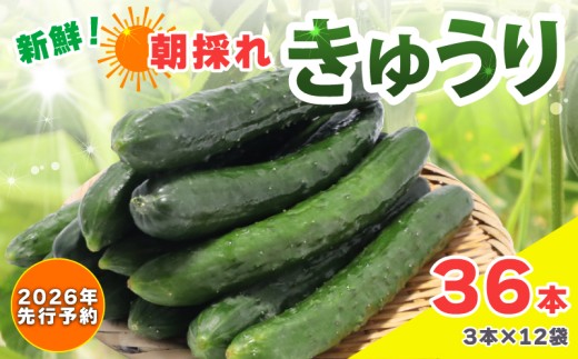 ytszy 2026N s\ zVN ̂ꂫイ 36{ イ ӉZ  Ė T_  Е Ђ ʂЂ |̕ 1{Ђ Ђ ₵イ L` イ肿