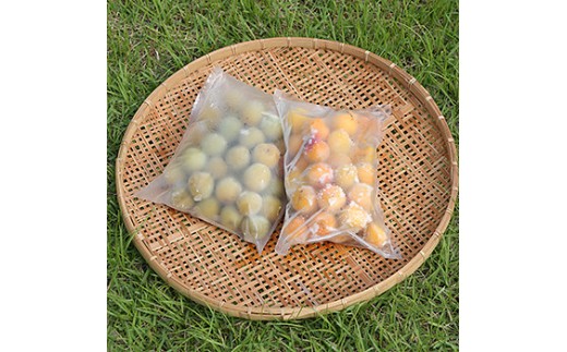 農薬を使用していない南高梅 trgk003A - 和歌山県みなべ町｜ふるさと