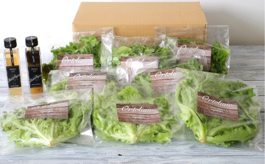 yRq~szyOrtolanozt@[XgNX̃T_hbVOZbg B T_ hbVO lߍ킹 Zbg  R q~s