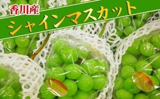 y쌧oszs2026Nt嗱 VC}XJbg Zbg Gi 5kg ( 6`10[ )  2026N b Y Ԃǂ }XJbg