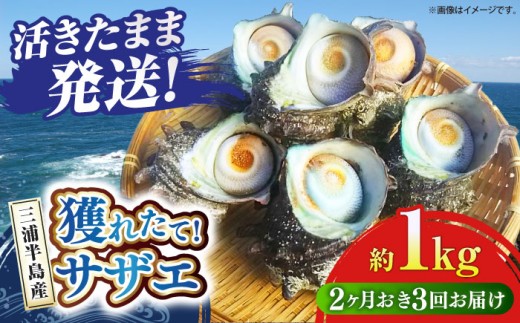 y_ސ쌧{szyS3 u ցzTUG 1kg 6`10 OY  o[xL[ BBQ L  ڏĂ VN lꂽ L   CN C̍K Yi Yi y䐅