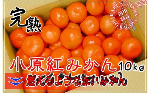 ≪先行受注≫小原紅早生みかん 香川県産 約10kg ( S ～ Lサイズ