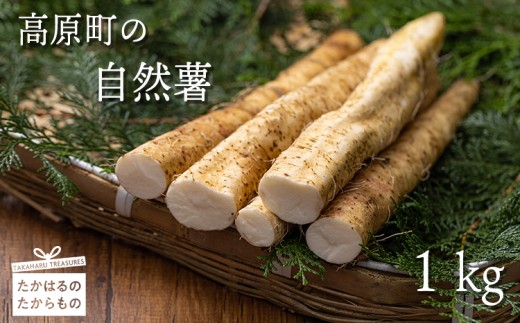 数量限定・先行受付》高原町の自然薯(1kg以上) 天然のむかごを種芋に